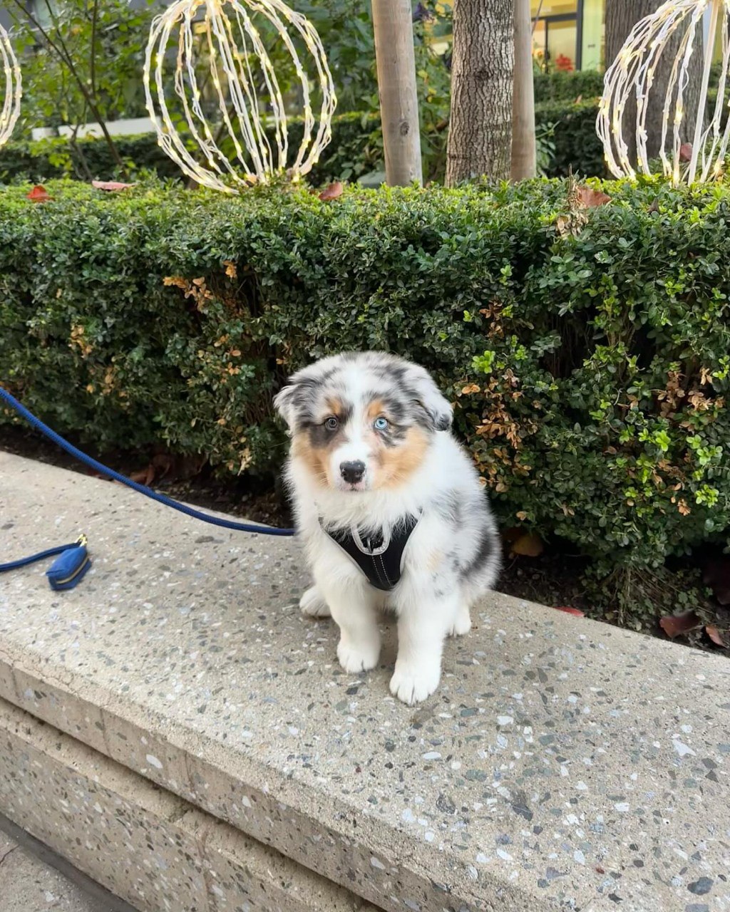 Kate - Australian Shepherd Puppy